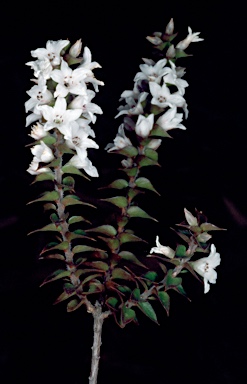 APII jpeg image of Epacris gunnii  © contact APII