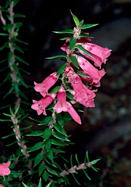 APII jpeg image of Epacris impressa 'Portland Red'  © contact APII