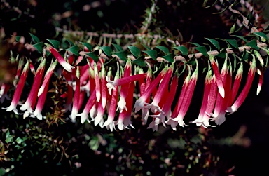 APII jpeg image of Epacris longiflora  © contact APII