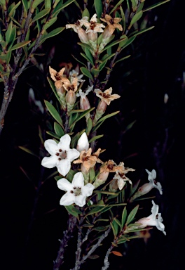 APII jpeg image of Epacris mucronulata  © contact APII