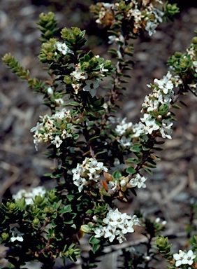 APII jpeg image of Epacris myrtifolia  © contact APII