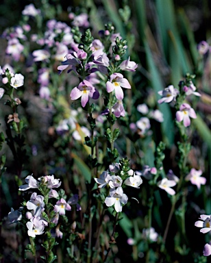 APII jpeg image of Euphrasia collina subsp. diemenica  © contact APII