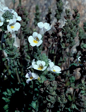 APII jpeg image of Euphrasia collina subsp. glacialis  © contact APII