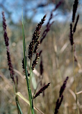 APII jpeg image of Echinochloa turneriana  © contact APII