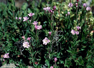 APII jpeg image of Epilobium gunnianum  © contact APII