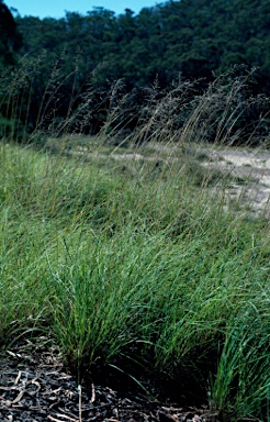 APII jpeg image of Eragrostis curvula  © contact APII