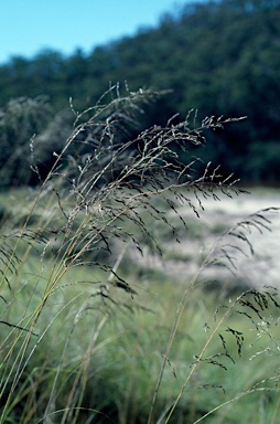 APII jpeg image of Eragrostis curvula  © contact APII