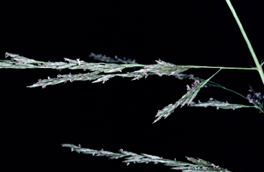 APII jpeg image of Eragrostis curvula  © contact APII