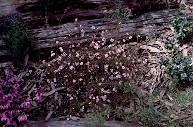 APII jpeg image of Euryomyrtus ramosissima  © contact APII