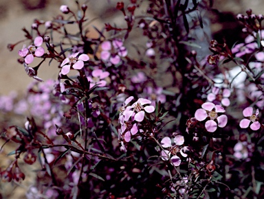 APII jpeg image of Euryomyrtus ramosissima 'Pink Gem'  © contact APII