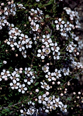 APII jpeg image of Euryomyrtus ramosissima 'White Dazzler'  © contact APII