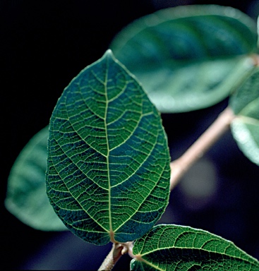 APII jpeg image of Ficus coronata  © contact APII