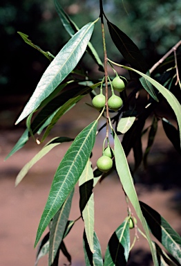 APII jpeg image of Ficus coronulata  © contact APII