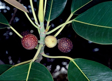 APII jpeg image of Ficus macrophylla  © contact APII