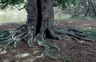 APII jpeg image of Ficus microcarpa  © contact APII