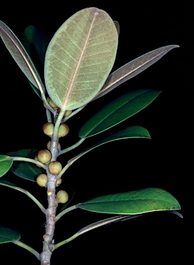 APII jpeg image of Ficus rubiginosa f. rubiginosa  © contact APII
