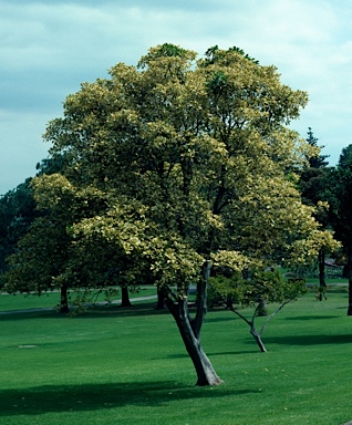 APII jpeg image of Ficus rubiginosa 'Variegated'  © contact APII