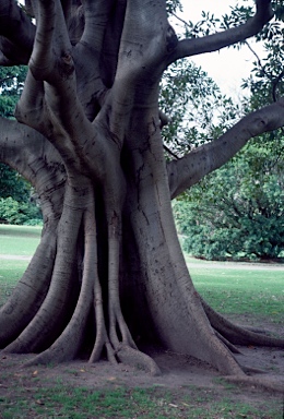 APII jpeg image of Ficus watkinsiana  © contact APII