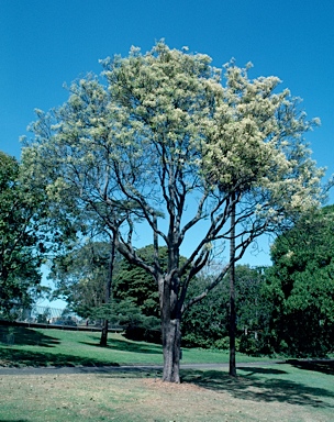 APII jpeg image of Flindersia australis  © contact APII