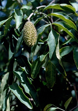 APII jpeg image of Flindersia xanthoxyla  © contact APII