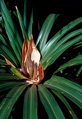 APII jpeg image of Freycinetia baueriana  © contact APII