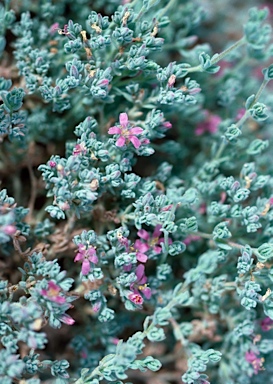 APII jpeg image of Frankenia serpyllifolia  © contact APII