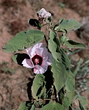 APII jpeg image of Gossypium australe  © contact APII