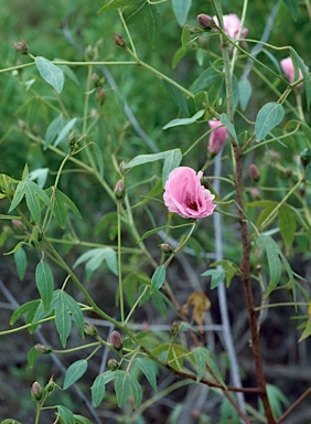 APII jpeg image of Gossypium robinsonii  © contact APII