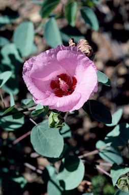 APII jpeg image of Gossypium sturtianum  © contact APII