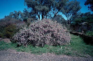 APII jpeg image of Guichenotia macrantha  © contact APII