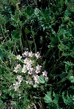 APII jpeg image of Geranium antrorsum  © contact APII