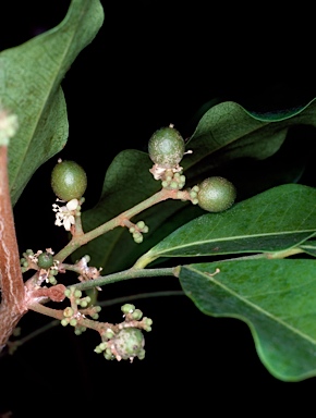 APII jpeg image of Glycosmis trifoliata  © contact APII