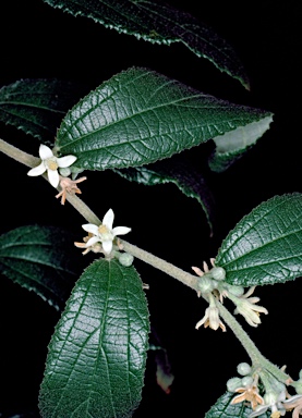 APII jpeg image of Grewia retusifolia  © contact APII