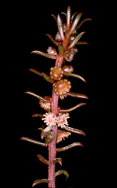 APII jpeg image of Gyrostemon australasicus  © contact APII