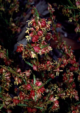 APII jpeg image of Haloragodendron glandulosum  © contact APII