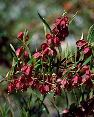 APII jpeg image of Haloragodendron baeuerlenii  © contact APII