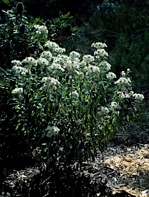 APII jpeg image of Helichrysum 'Helping Hand'  © contact APII