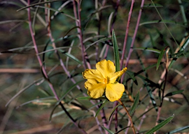 APII jpeg image of Hibbertia angustifolia  © contact APII