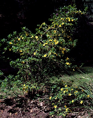 APII jpeg image of Hibbertia cuneiformis  © contact APII