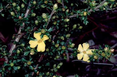 APII jpeg image of Hibbertia circumdans  © contact APII