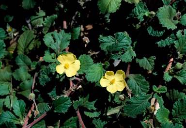 APII jpeg image of Hibbertia grossulariifolia  © contact APII