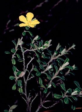 APII jpeg image of Hibbertia hermanniifolia  © contact APII