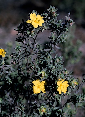 APII jpeg image of Hibbertia incana  © contact APII