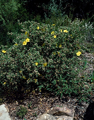APII jpeg image of Hibbertia kaputarensis  © contact APII