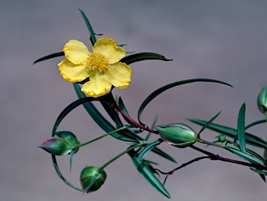 APII jpeg image of Hibbertia longifolia  © contact APII