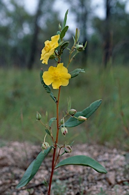 APII jpeg image of Hibbertia longifolia  © contact APII