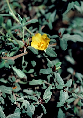 APII jpeg image of Hibbertia montana  © contact APII