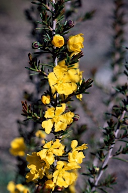 APII jpeg image of Hibbertia pungens  © contact APII