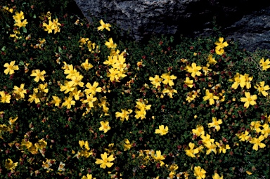 APII jpeg image of Hibbertia vestita  © contact APII