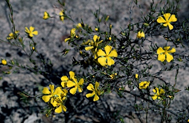 APII jpeg image of Hibbertia anceps MS  © contact APII